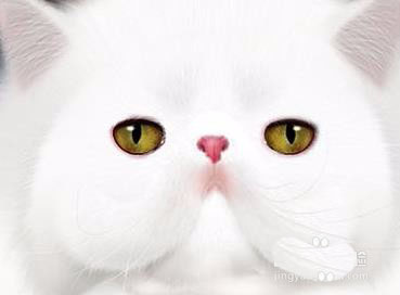 ps怎么手绘非常可爱的白猫头?PS画猫咪的方法